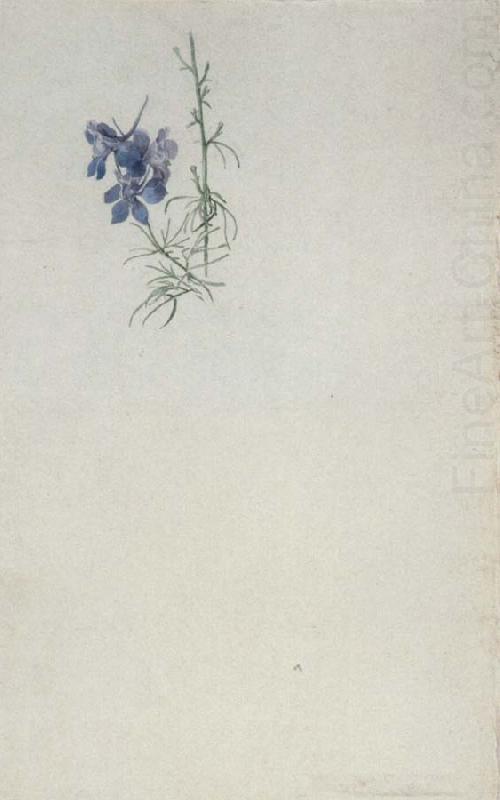 Study of Larkspur, Julius Schnorr von Carolsfeld